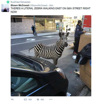 Illustration for article titled That Loose Zebra In New York Is Fake Because Everything On The Internet Is Fake